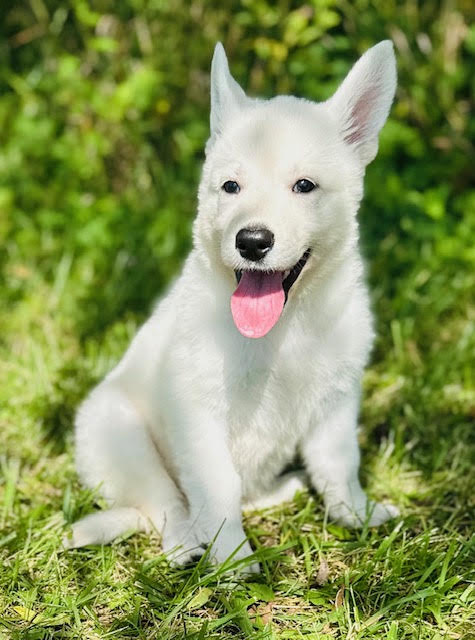 Scout