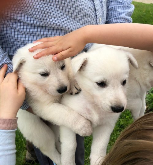 Previous Litter