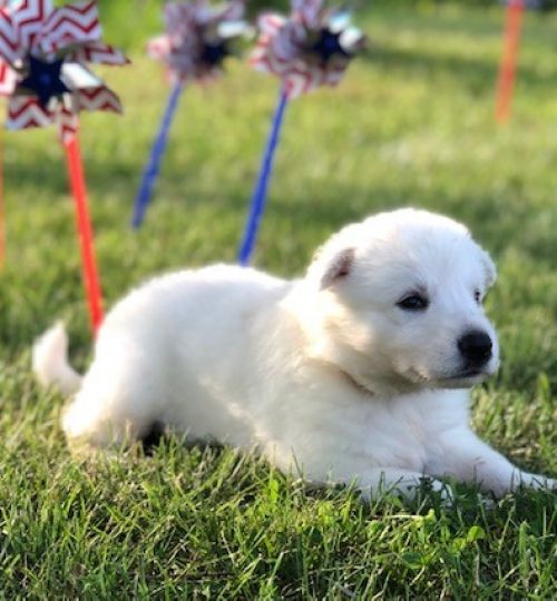 Beige puppy 2