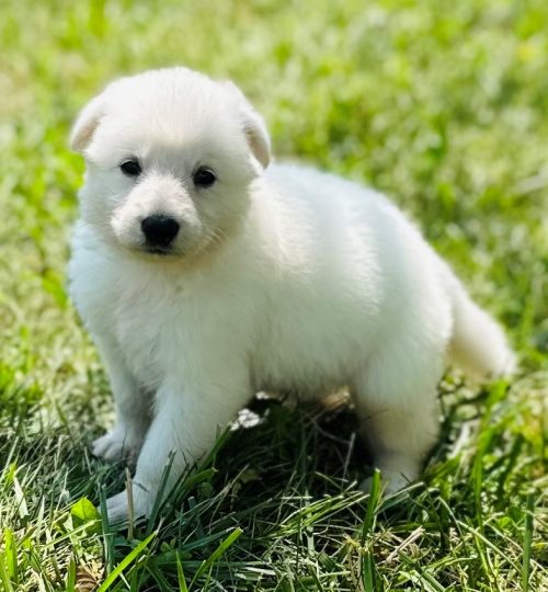 Oakley