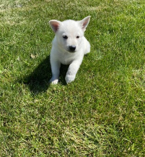 Previous Litter Pup