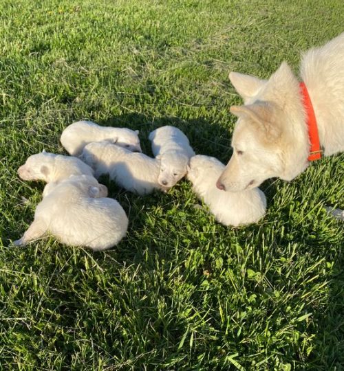 karmas first litter