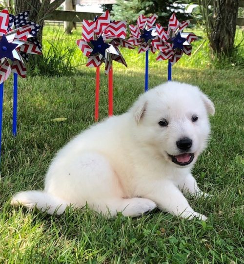 Lincoln (male)