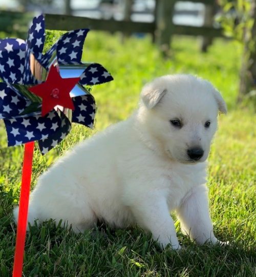 purple puppy 2