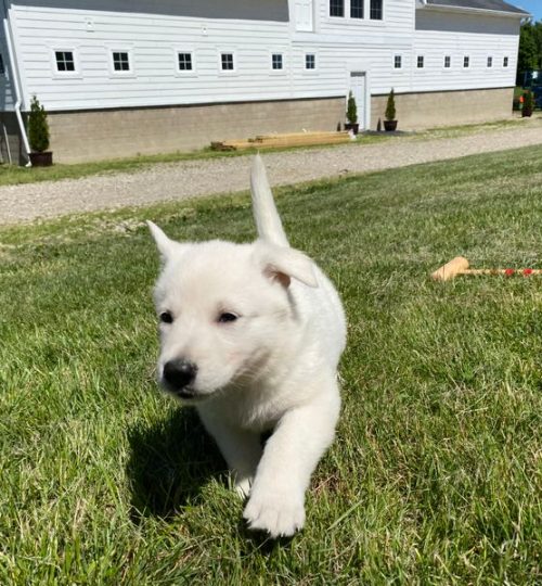 Previous Litter